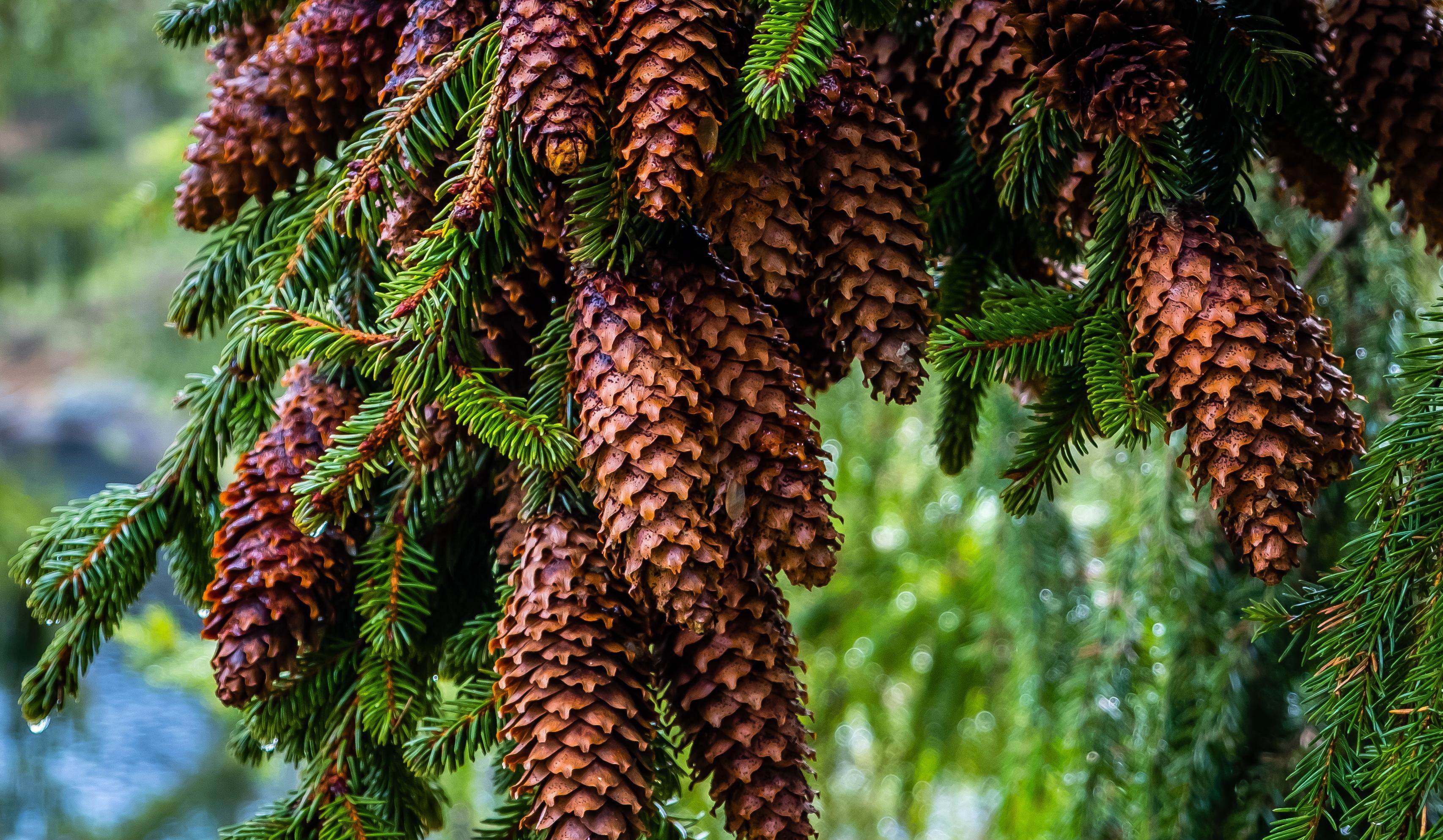 Stubbfräsning Linköping